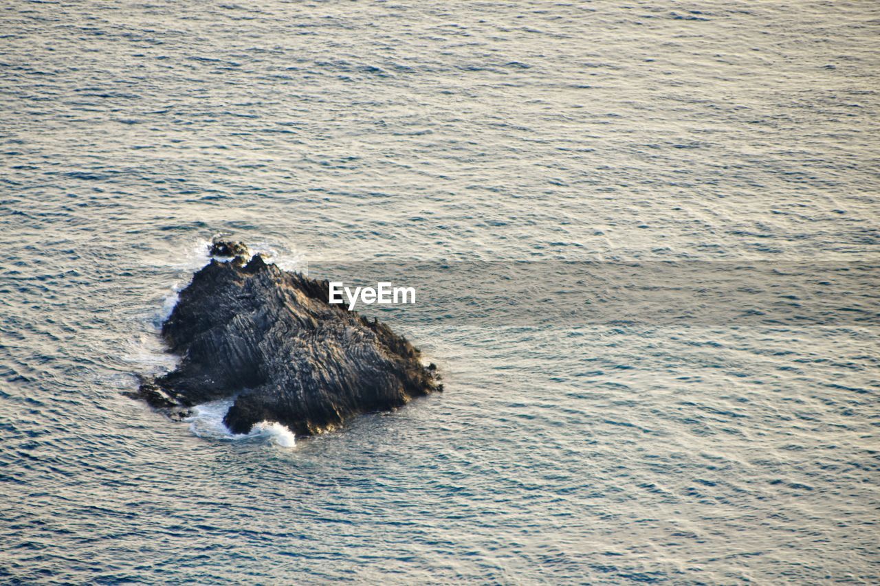 HIGH ANGLE VIEW OF A TURTLE IN SEA