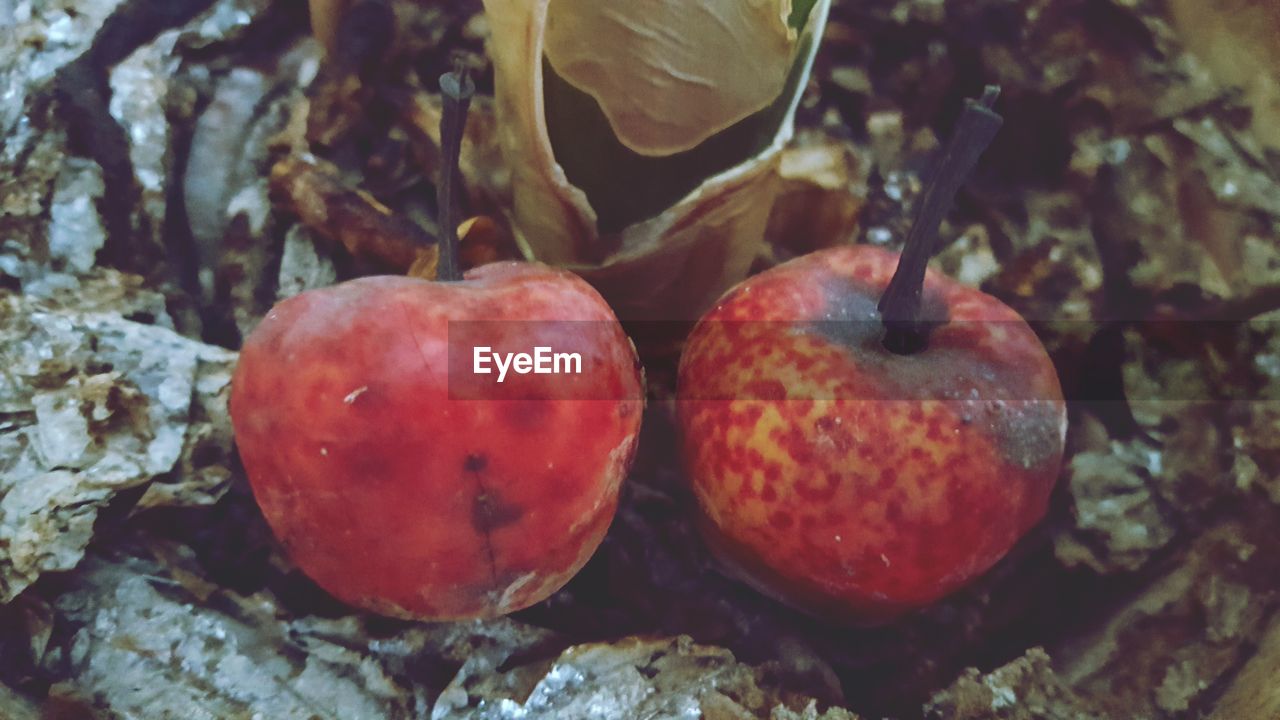 CLOSE-UP OF FRUITS ON TREE