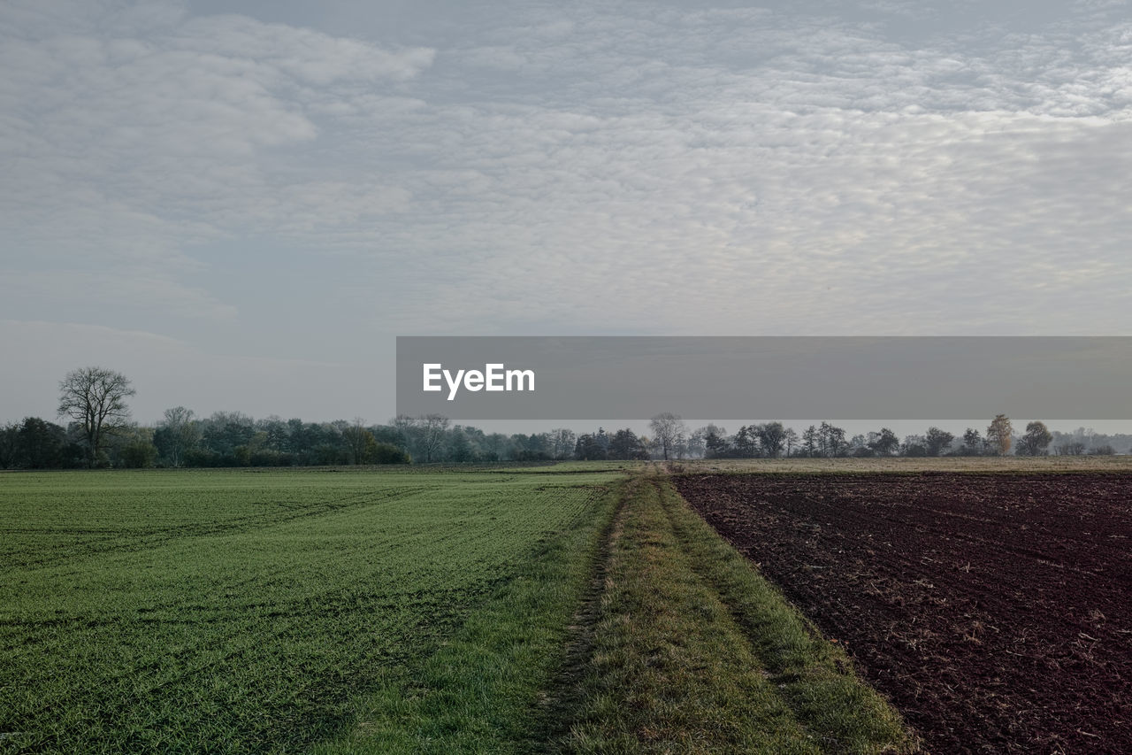 Scenic view of agricultural field against sky