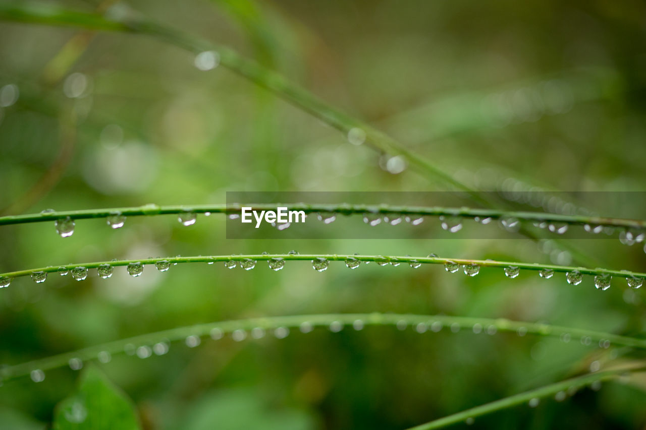 Close-up of water drops on plant