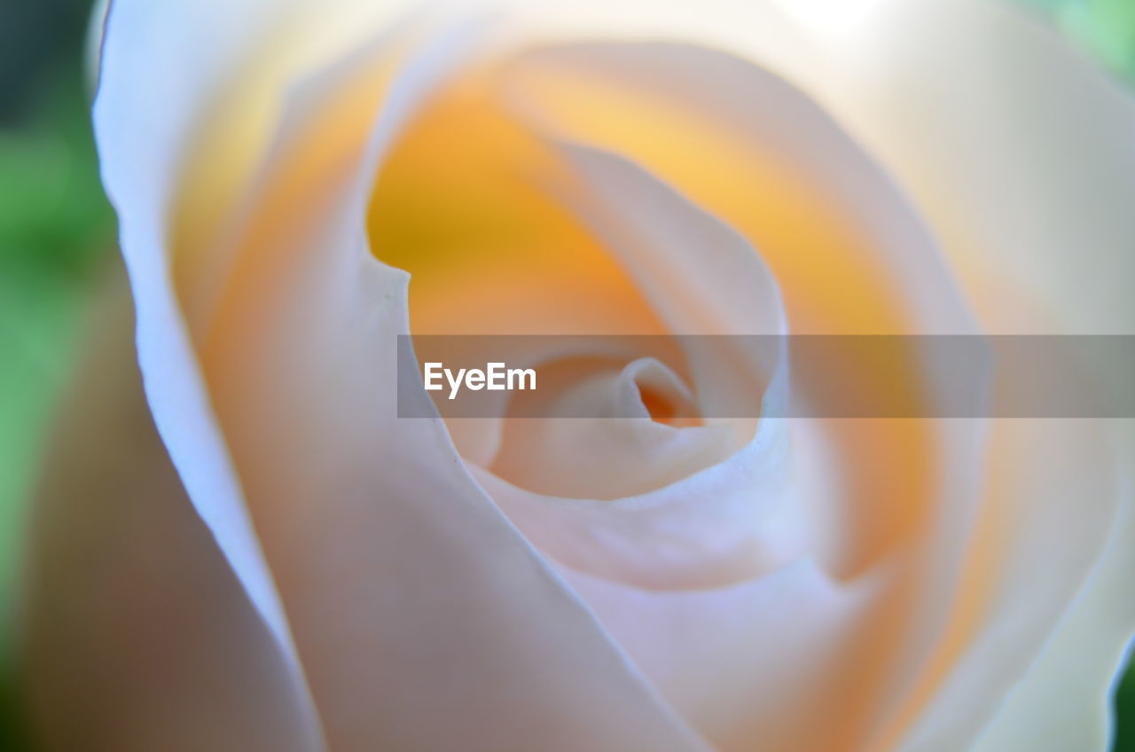 CLOSE-UP OF WHITE FLOWER