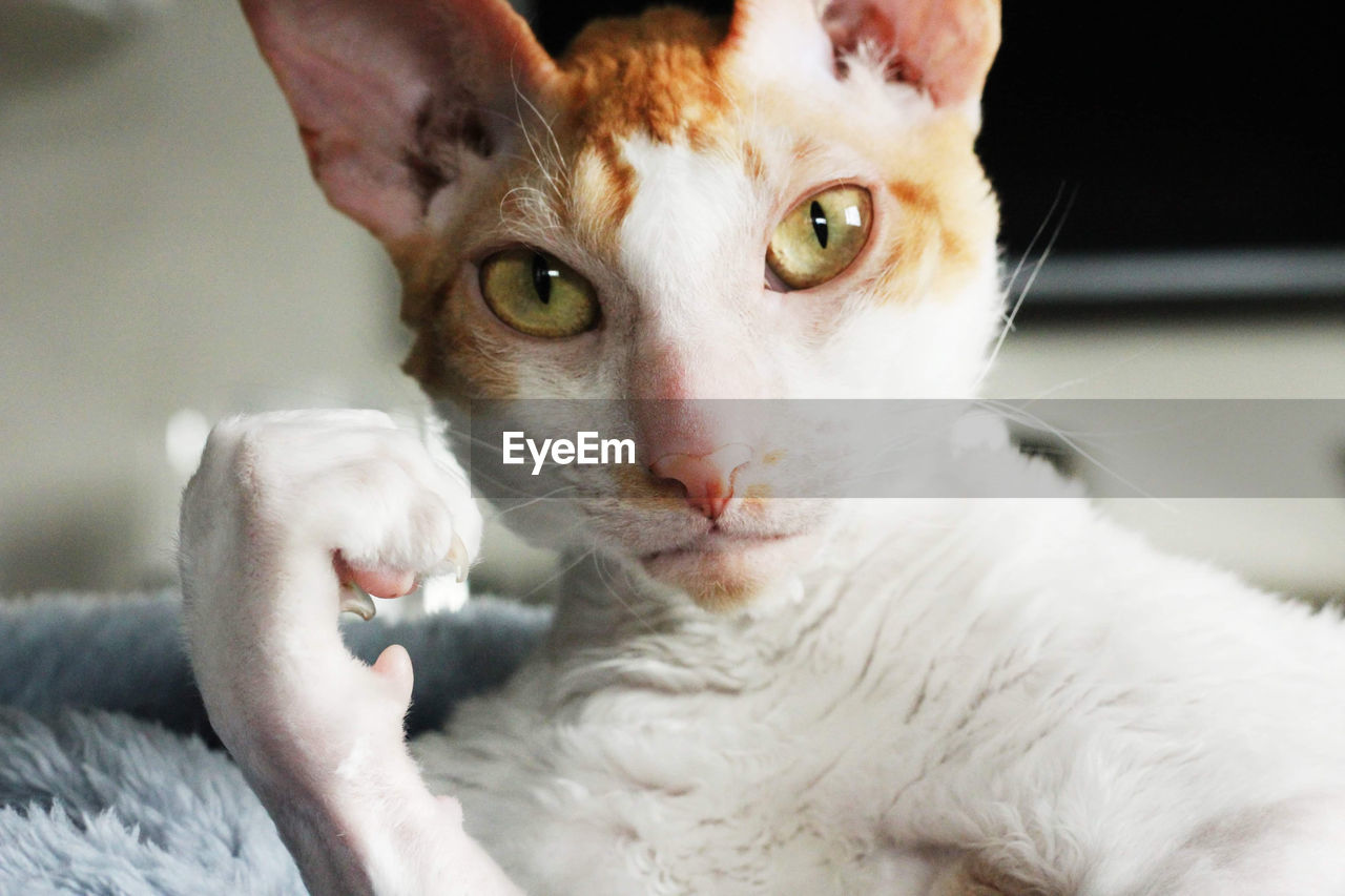 Cornish rex cat