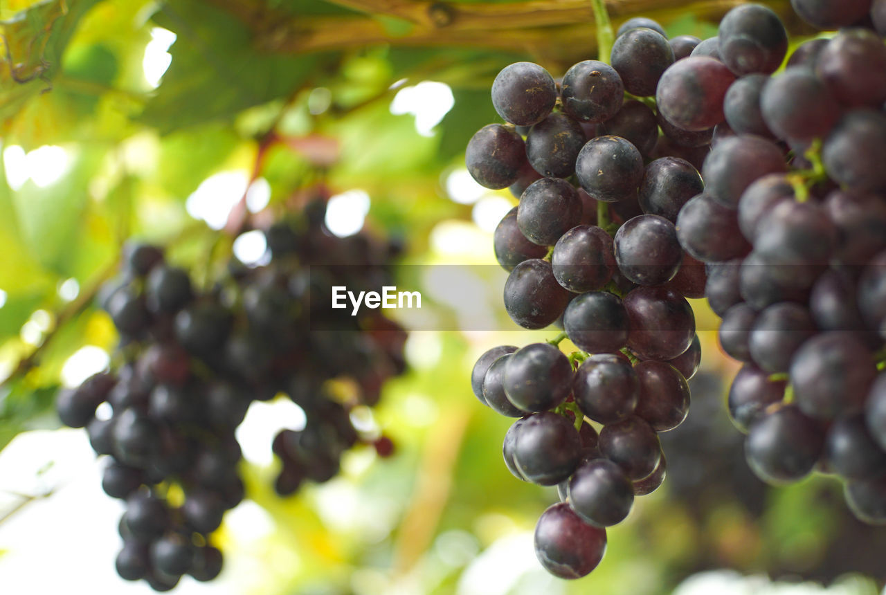 CLOSE-UP OF GRAPES GROWING ON TREE