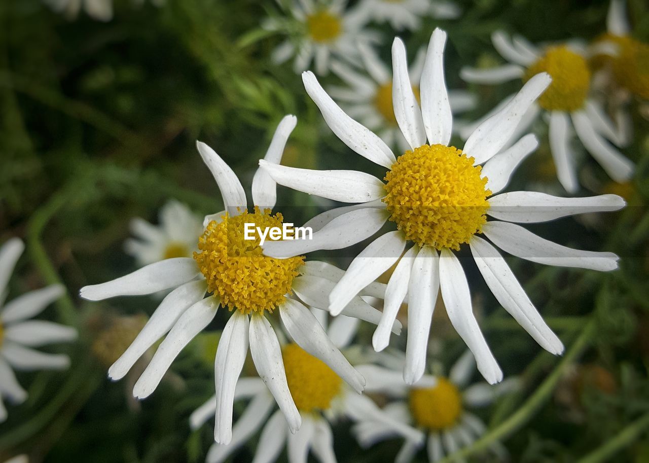 Close-up of white daisy flower