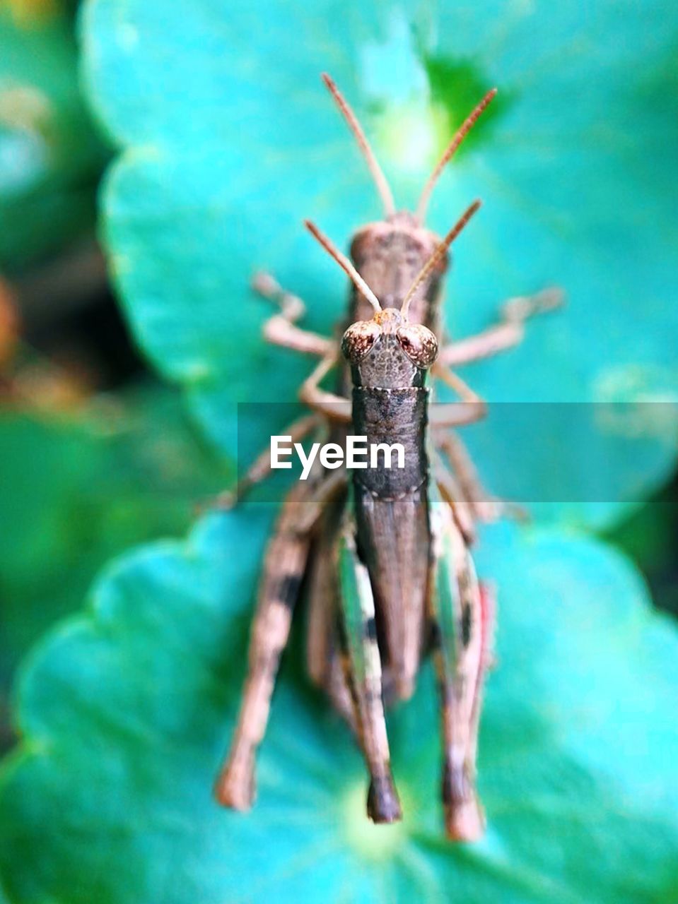 CLOSE-UP OF CATERPILLAR