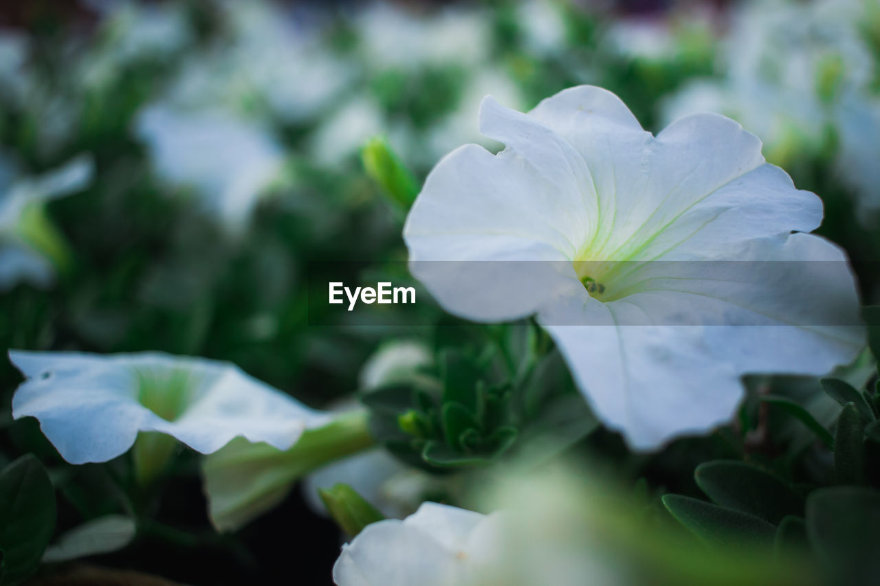 CLOSE-UP OF WHITE FLOWER