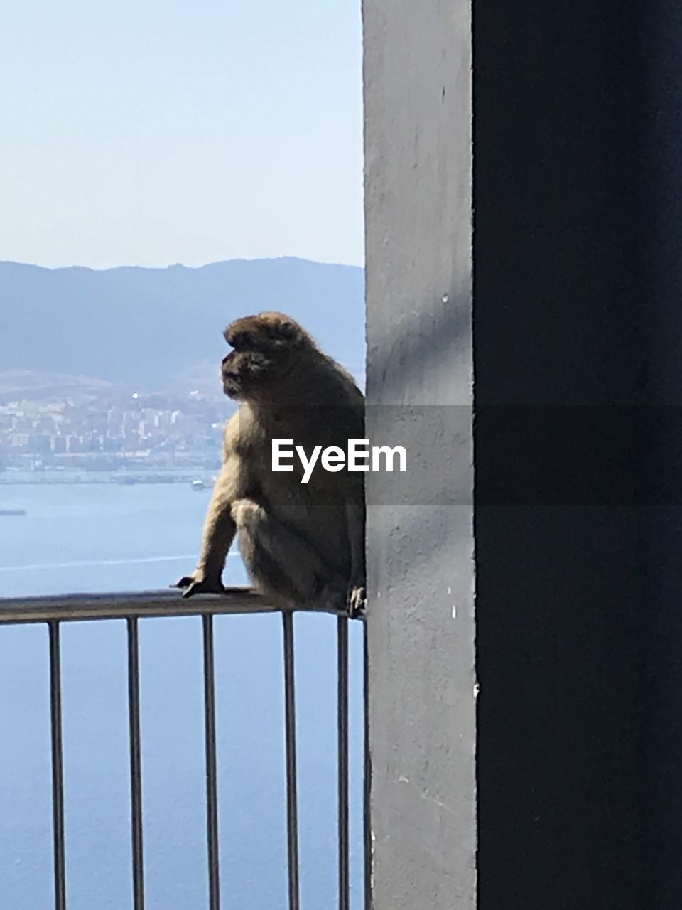 MONKEY SITTING ON RAILING