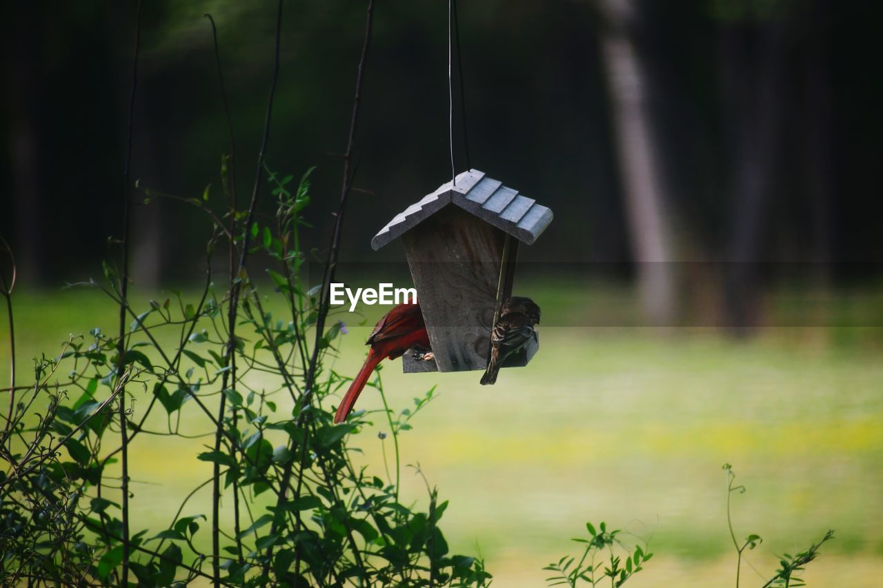 Bird perching on a wooden bird feeder 