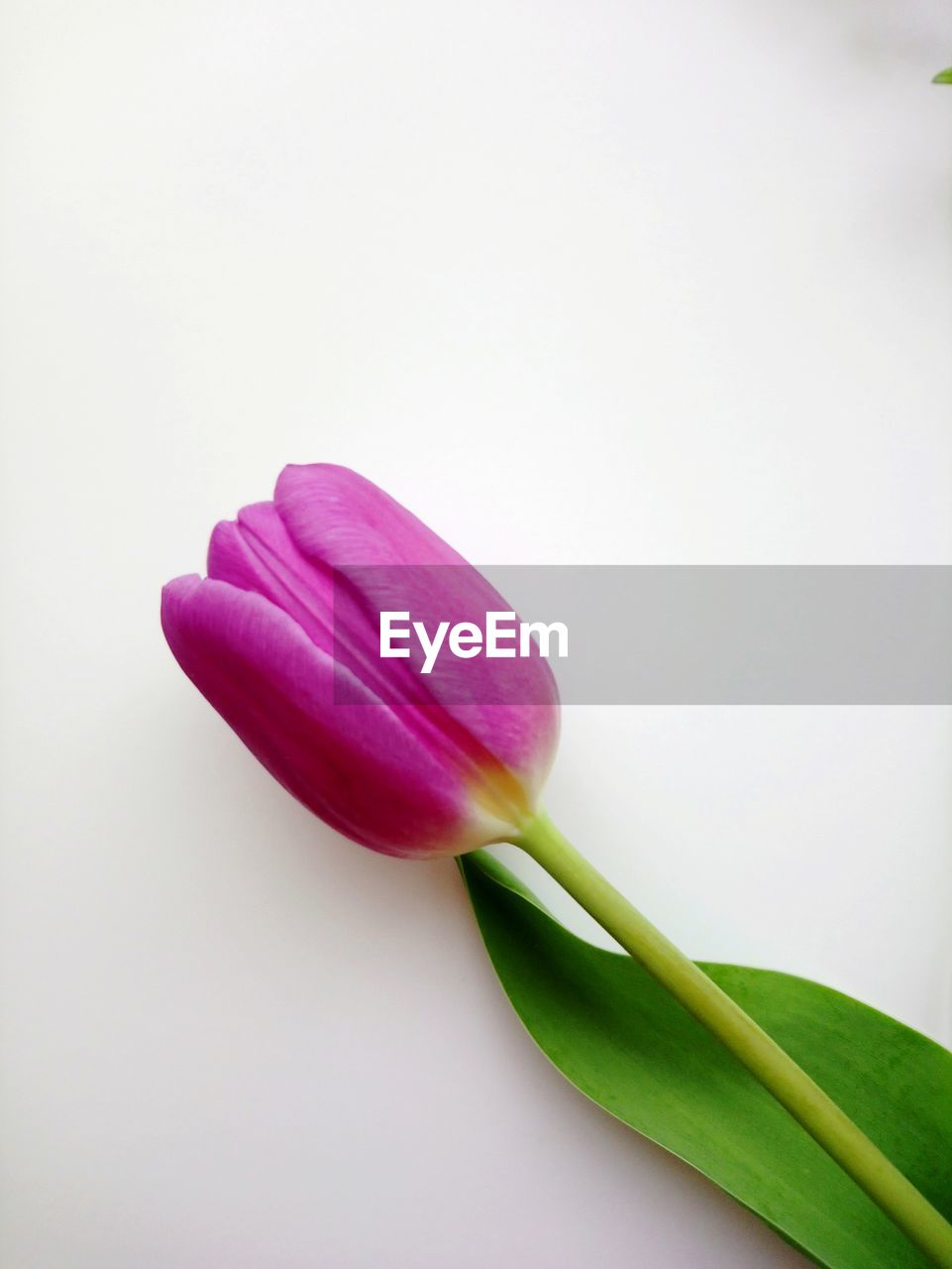 CLOSE-UP OF PINK TULIP FLOWER