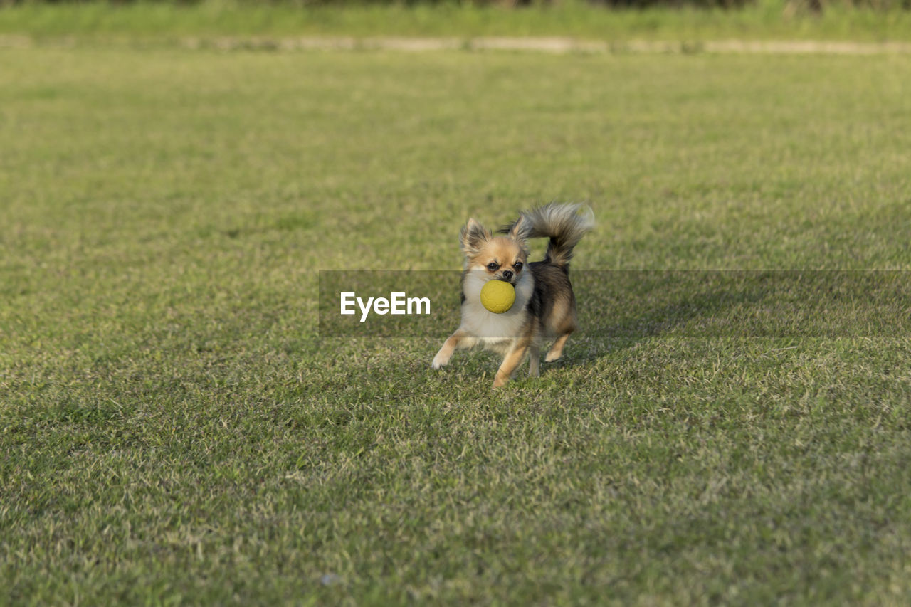 DOG RESTING ON FIELD