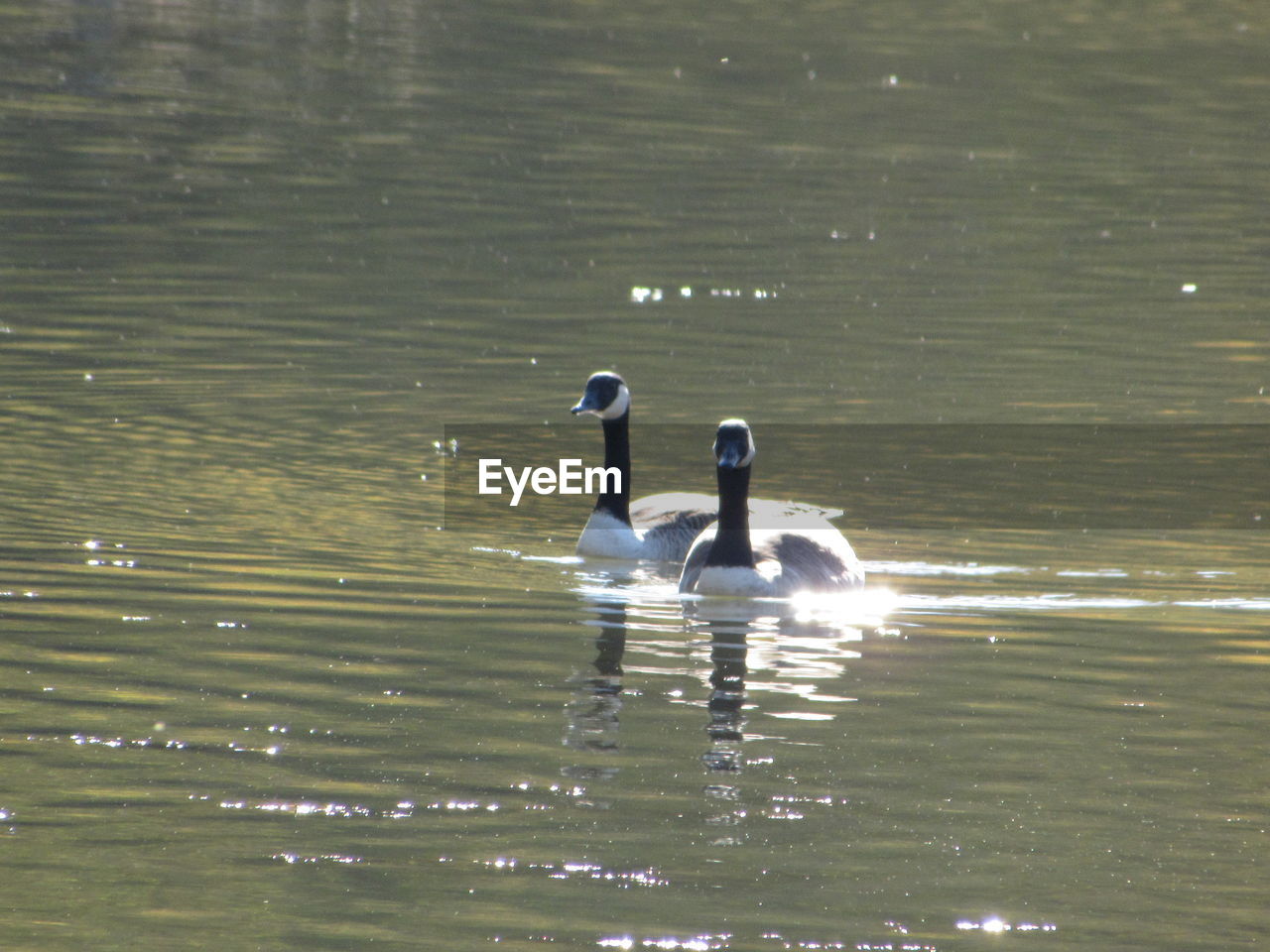 SWAN SWIMMING ON LAKE