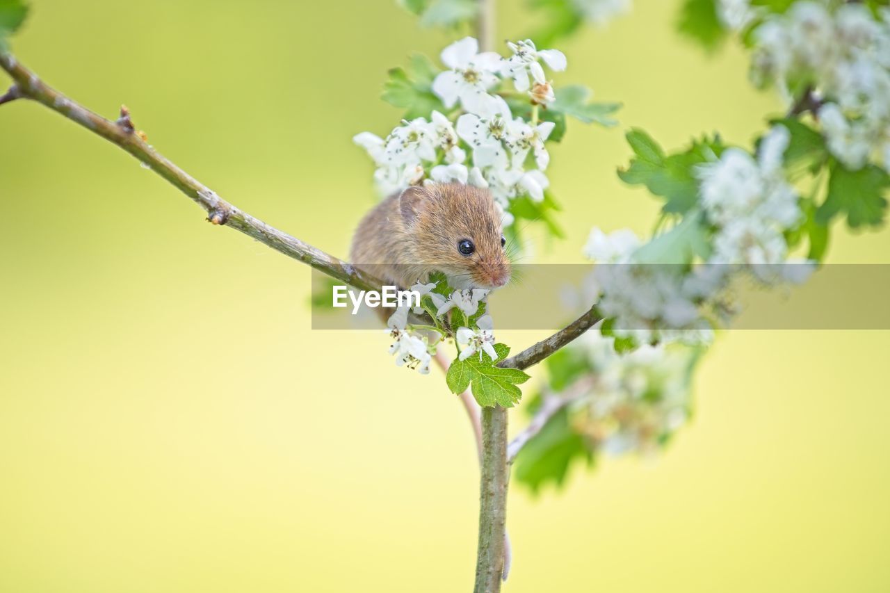 animal, animal themes, branch, animal wildlife, plant, one animal, flower, nature, flowering plant, tree, wildlife, beauty in nature, macro photography, blossom, no people, colored background, springtime, bird, insect, green, close-up, outdoors, freshness, eating, focus on foreground, fragility, perching, cute, portrait, environment, leaf, copy space, day, mammal, plant part, animal body part