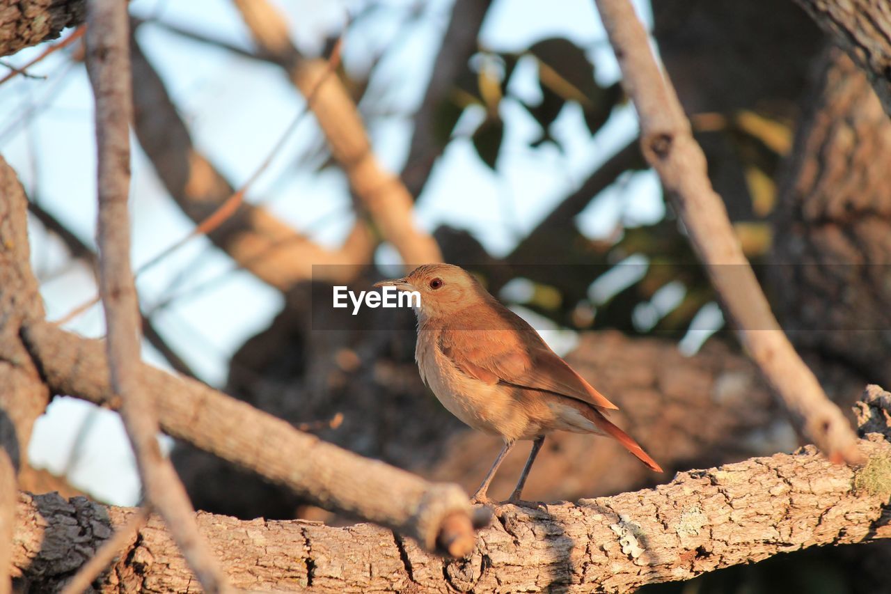 Low angle view of bird perching on branch