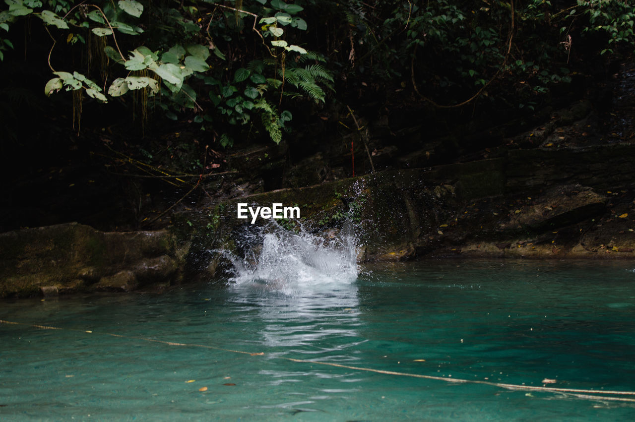 WATER FLOWING IN FOREST