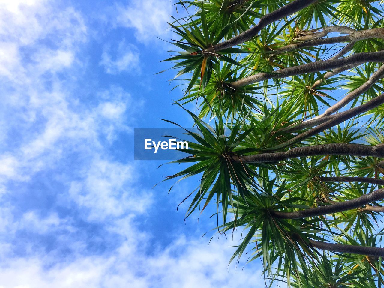 Low angle view of palm tree against sky