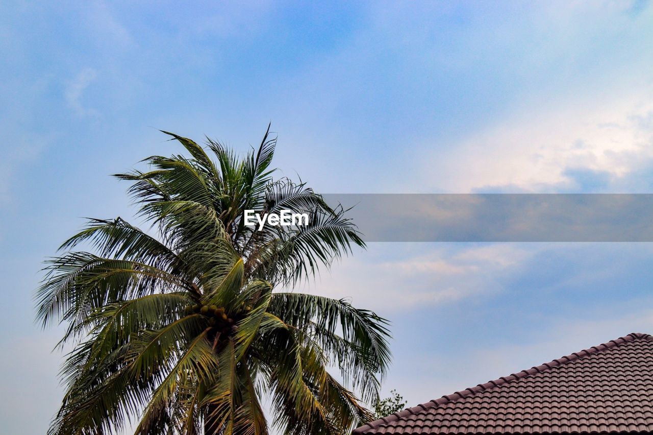 LOW ANGLE VIEW OF COCONUT PALM TREE AGAINST BLUE SKY