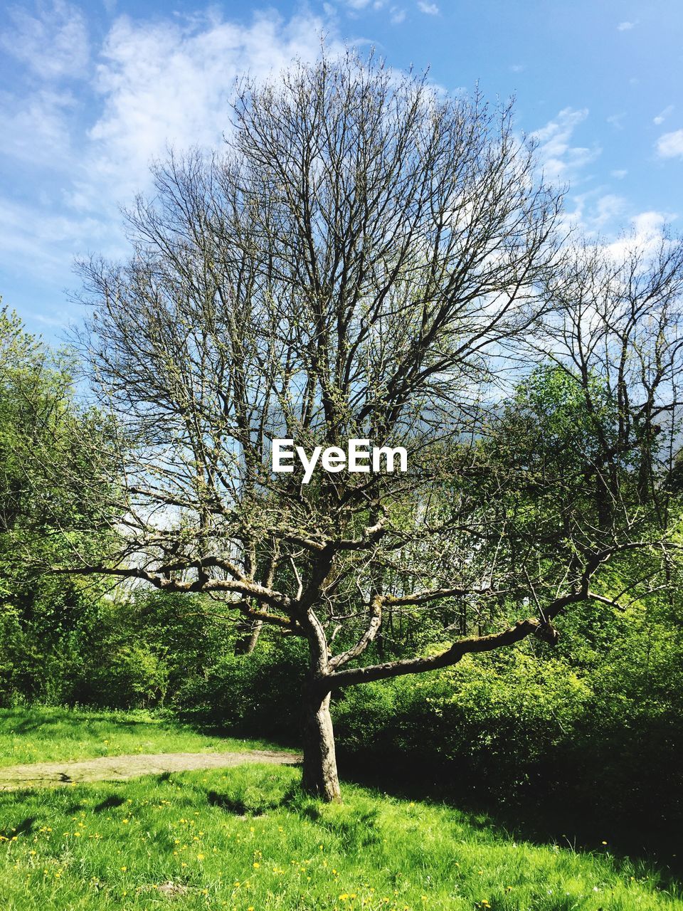 VIEW OF BARE TREES ON LANDSCAPE