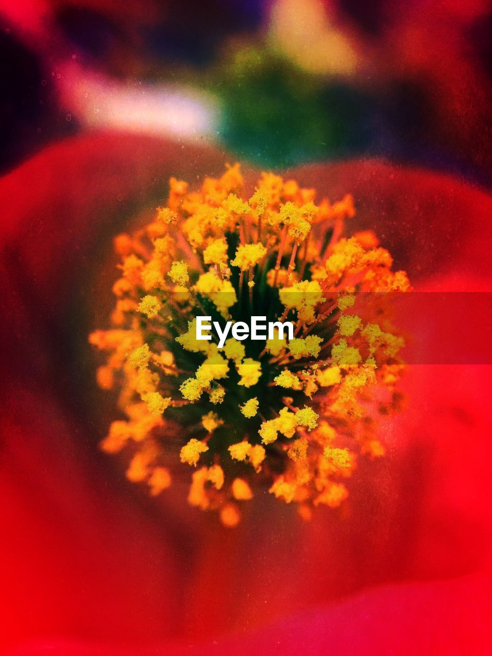 Close-up of red flower with yellow pollens