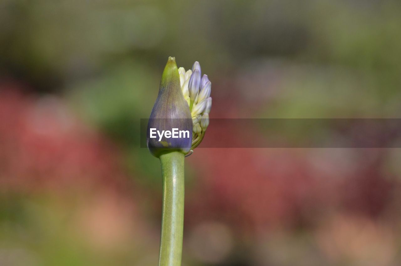 CLOSE-UP OF FLOWER BUDS