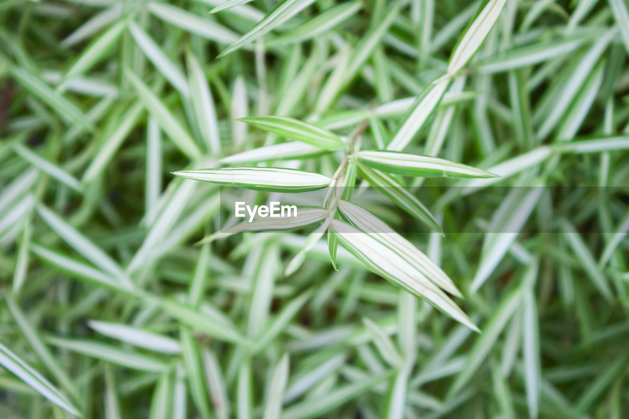 High angle view of plant growing on field