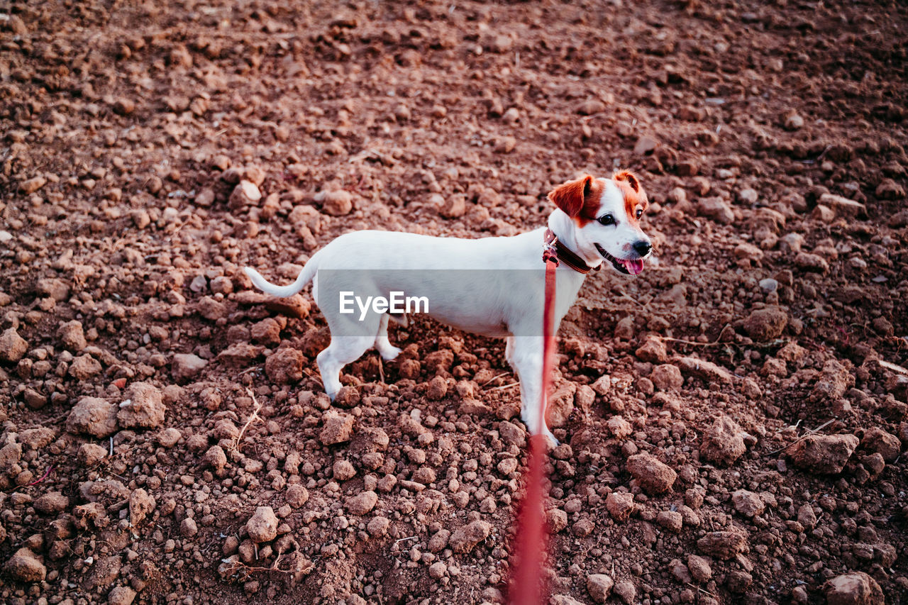 High angle view of dog on land