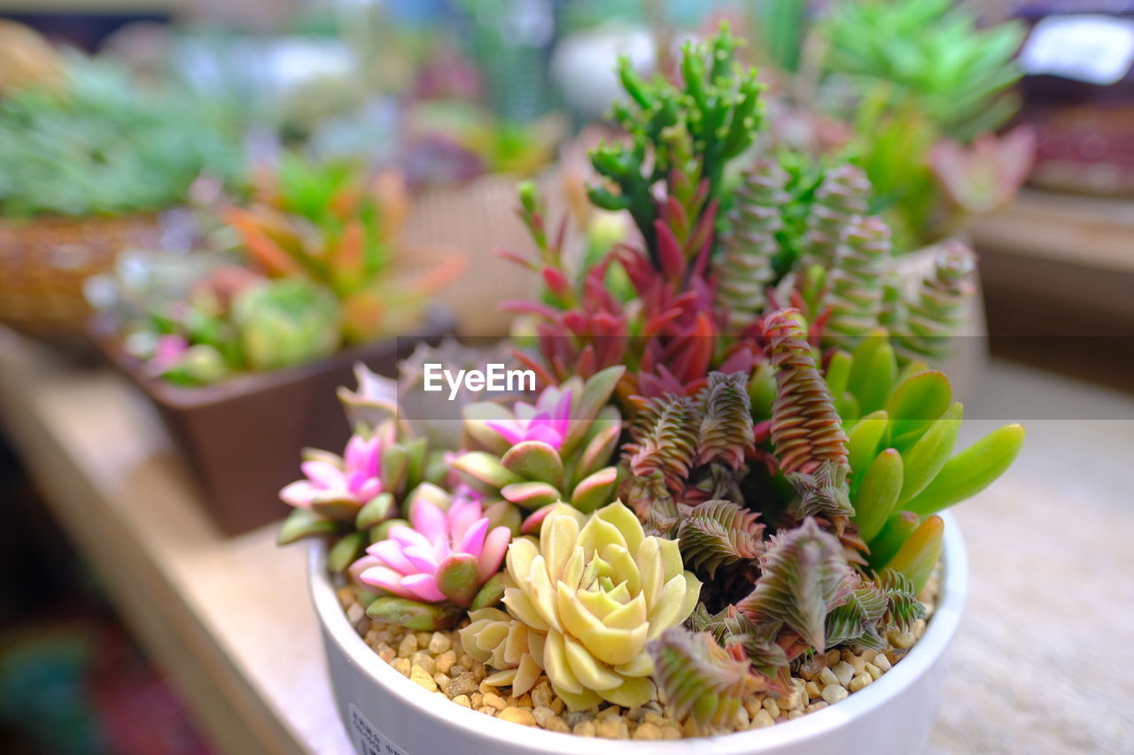 HIGH ANGLE VIEW OF POTTED PLANTS ON POT