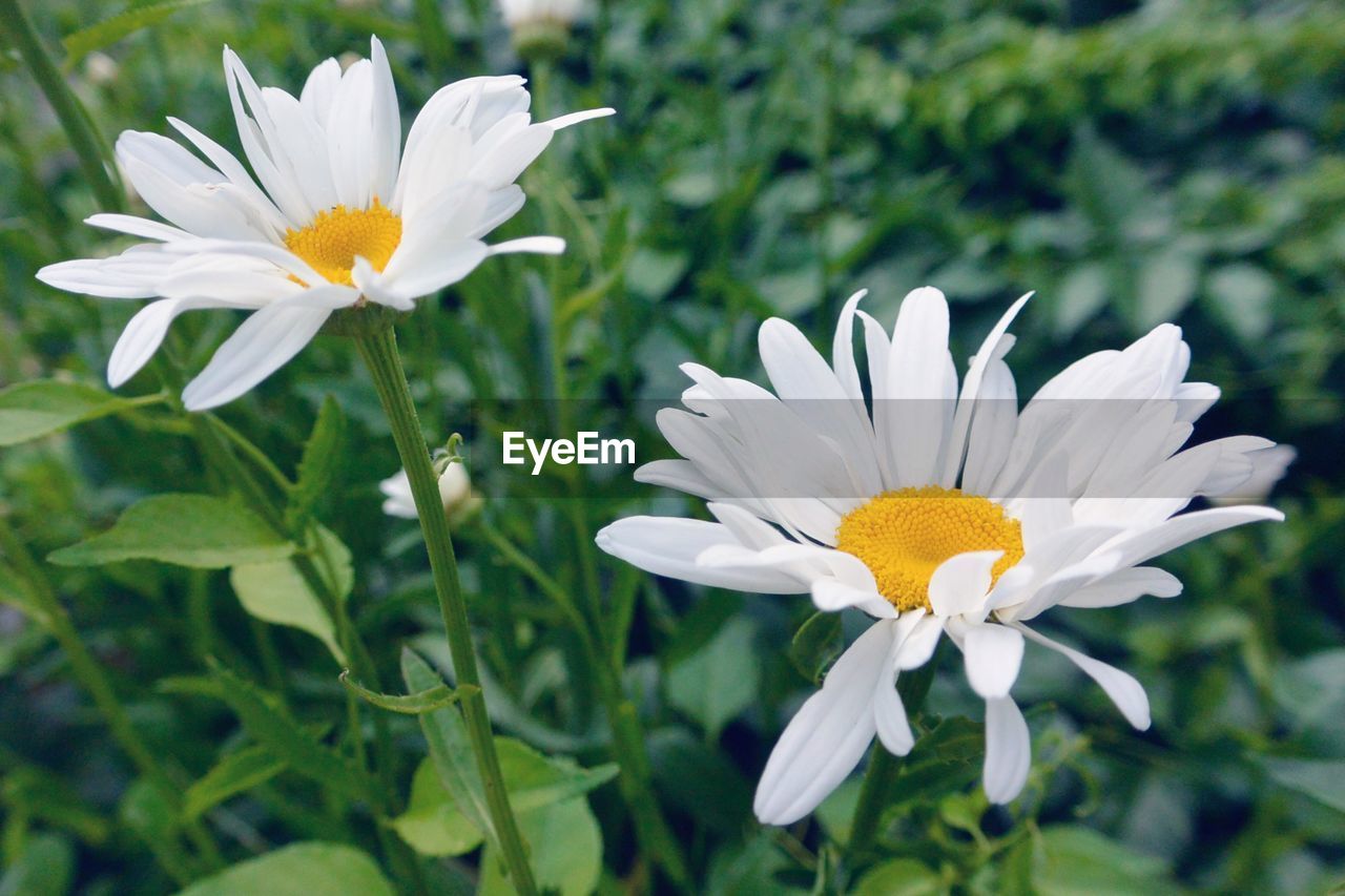 Close-up of white daisy blooming outdoors