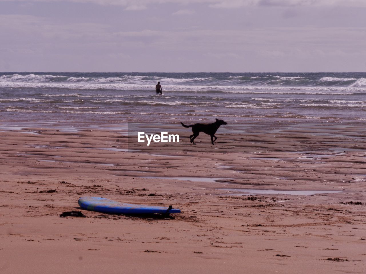 View of dog on beach