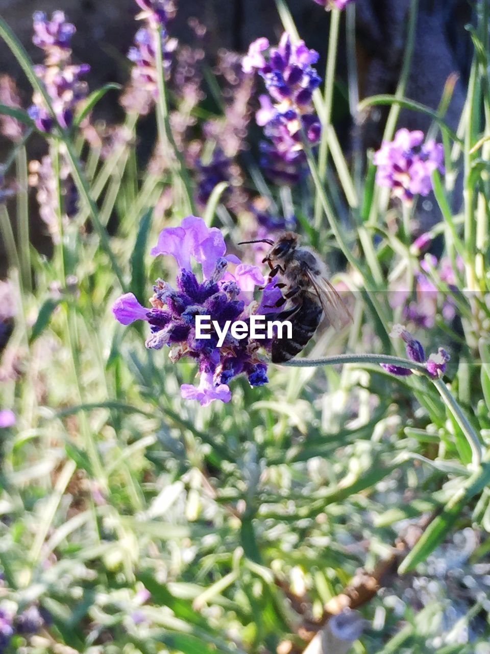 CLOSE-UP OF HONEY BEE POLLINATING ON PURPLE FLOWER