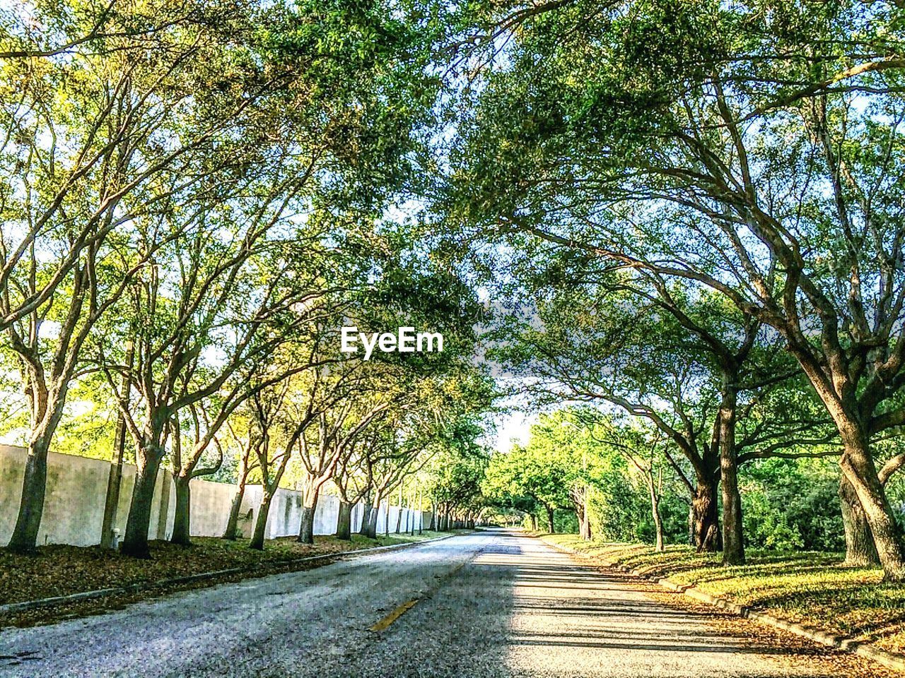 VIEW OF EMPTY ROAD ALONG TREES