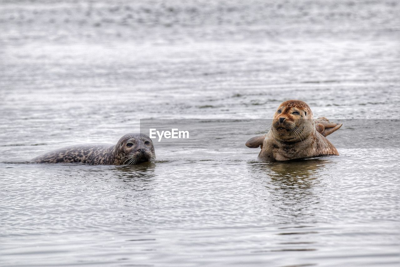 Seals lying on a sandbank