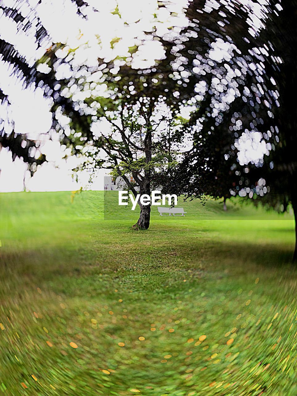 TREE ON FIELD