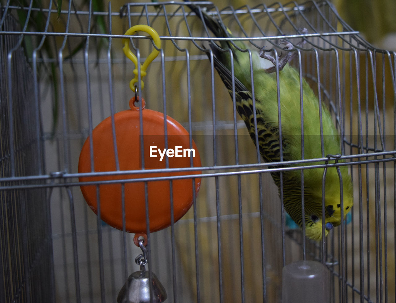CLOSE-UP OF PARROT IN CAGE