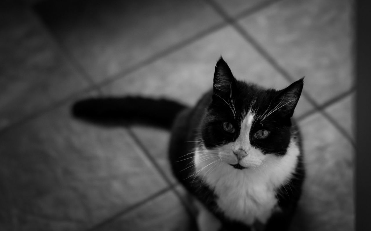 PORTRAIT OF CAT ON FLOOR