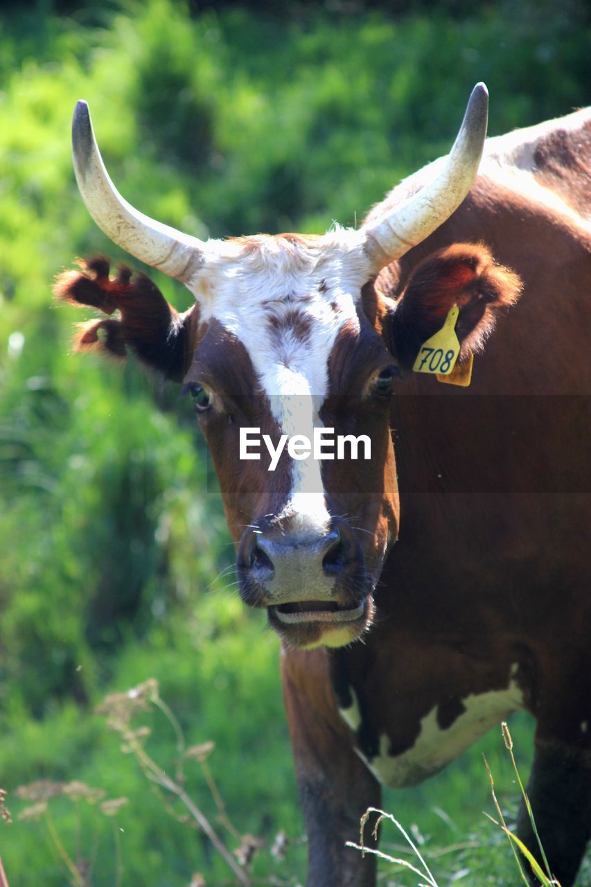 HIGH ANGLE VIEW OF COW