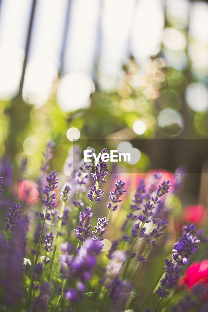 CLOSE-UP OF PURPLE FLOWER PLANTS