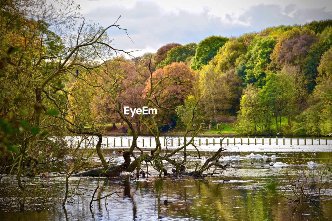 SCENIC VIEW OF LAKE AGAINST TREES