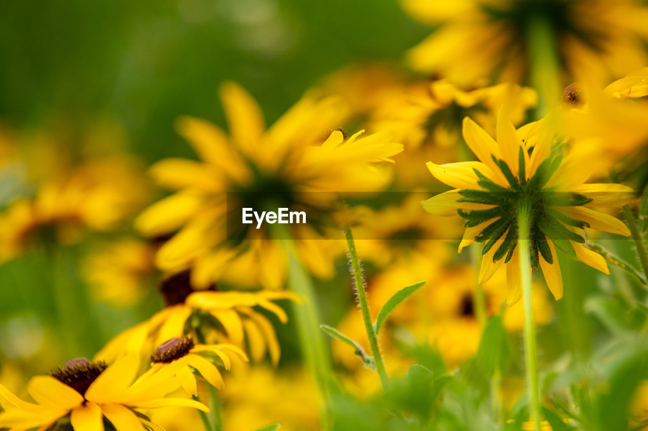 plant, flower, flowering plant, freshness, beauty in nature, yellow, nature, meadow, summer, close-up, growth, green, field, flower head, no people, environment, land, macro photography, landscape, vibrant color, sunlight, springtime, fragility, medicine, wildflower, outdoors, selective focus, prairie, multi colored, inflorescence, petal, botany, blossom, plant part, sky, backgrounds, grass, focus on foreground, leaf, rural scene, healthcare and medicine, food, non-urban scene, plain, food and drink, day, herb, garden