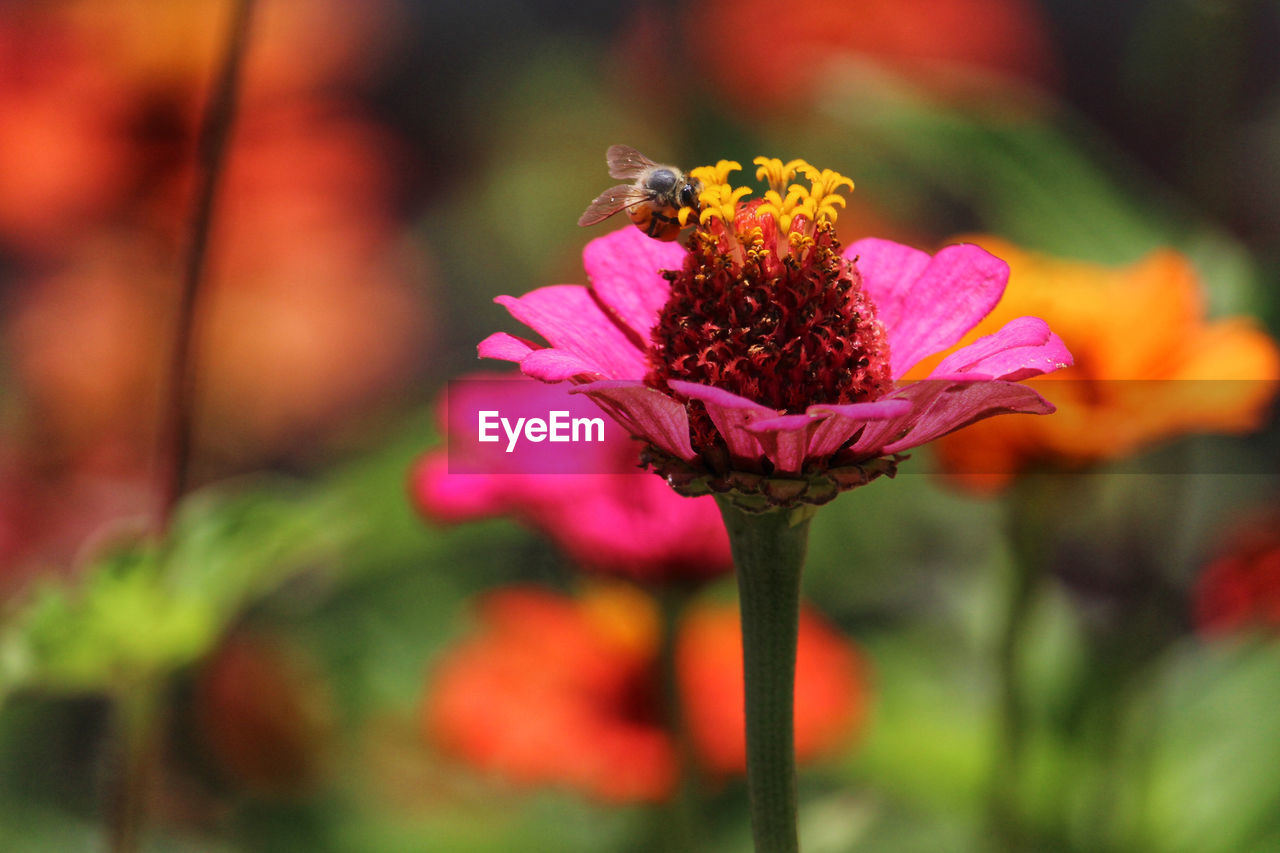 CLOSE-UP OF HONEY BEE ON PINK FLOWERING PLANT