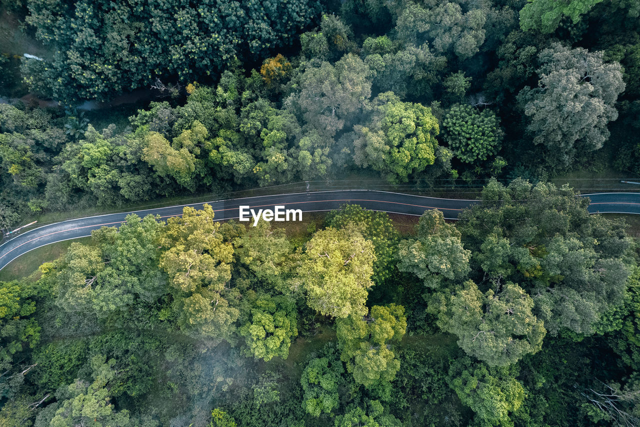 High angle view of plants growing in forest