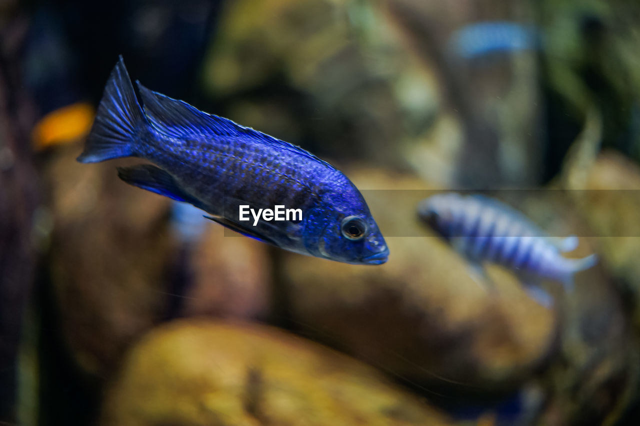 Close-up of fish swimming in sea