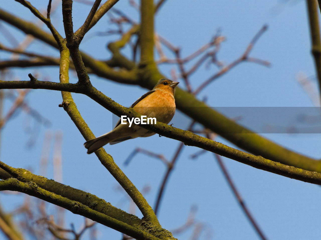 The common chaffinch fringilla coelebs. chaffinch on a branch. small song bird on a branch.