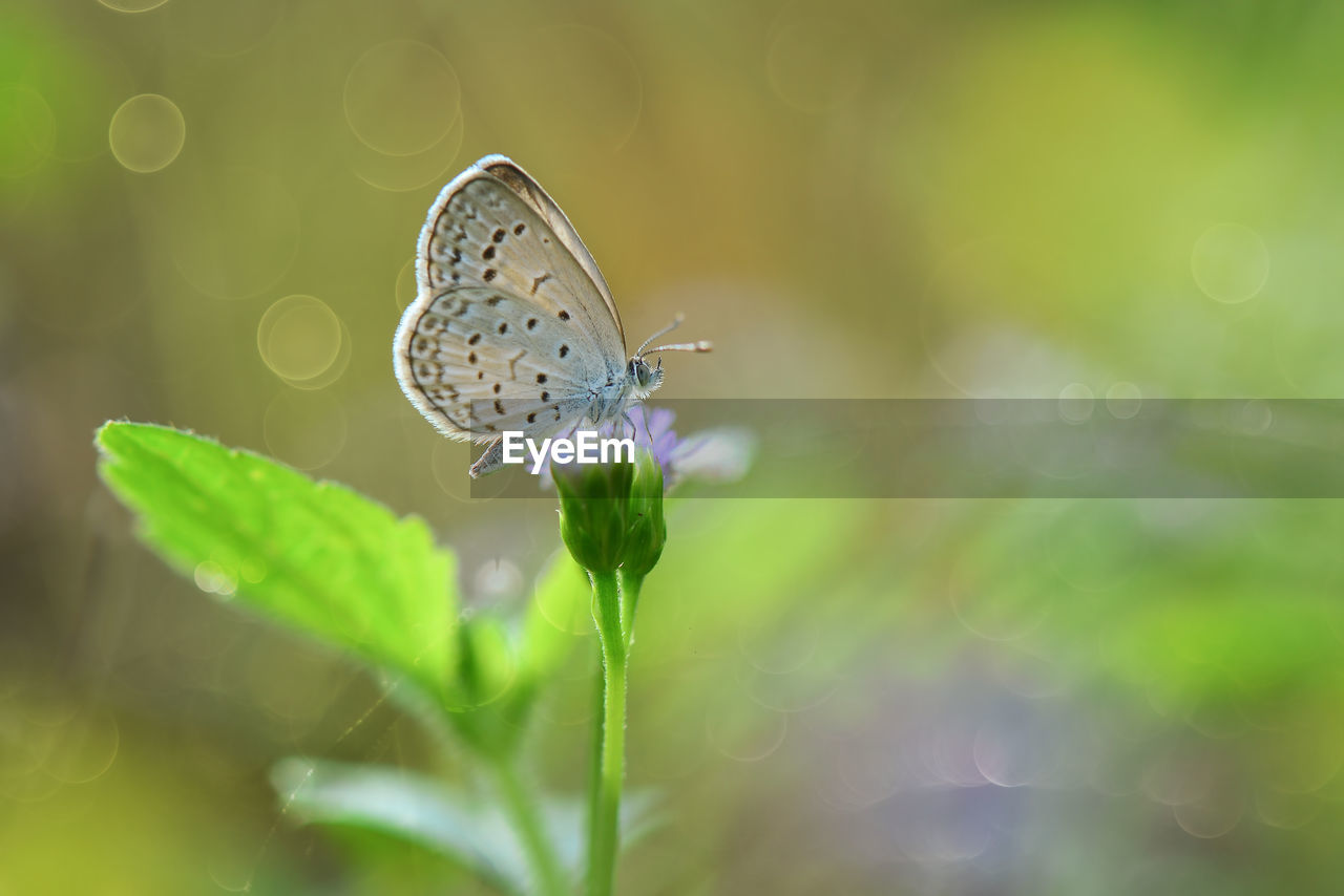 CLOSE-UP OF BUTTERFLY ON PURPLE FLOWER