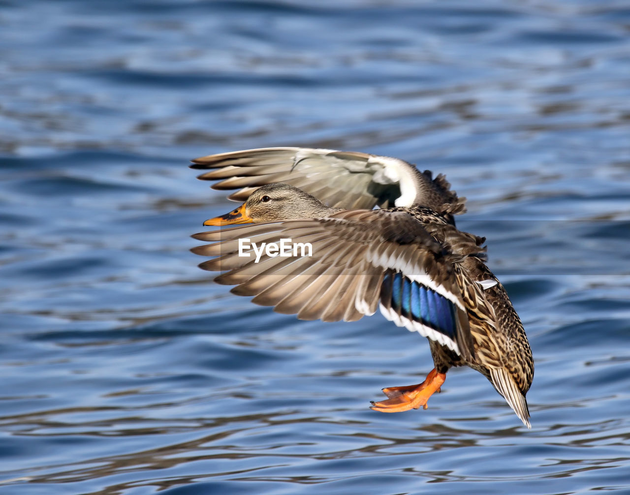 BIRDS IN WATER