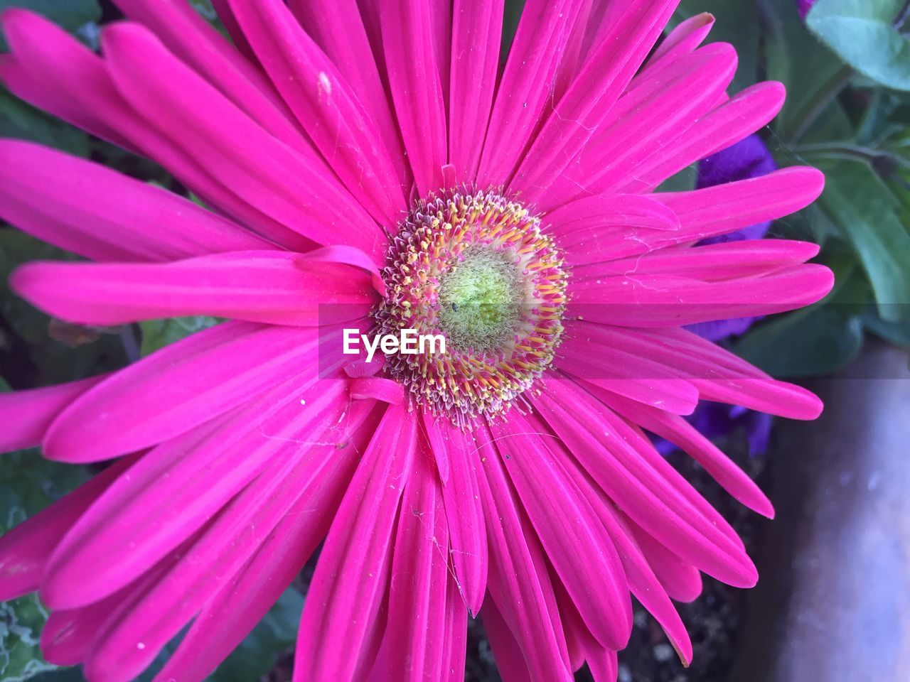 Close-up of pink flower