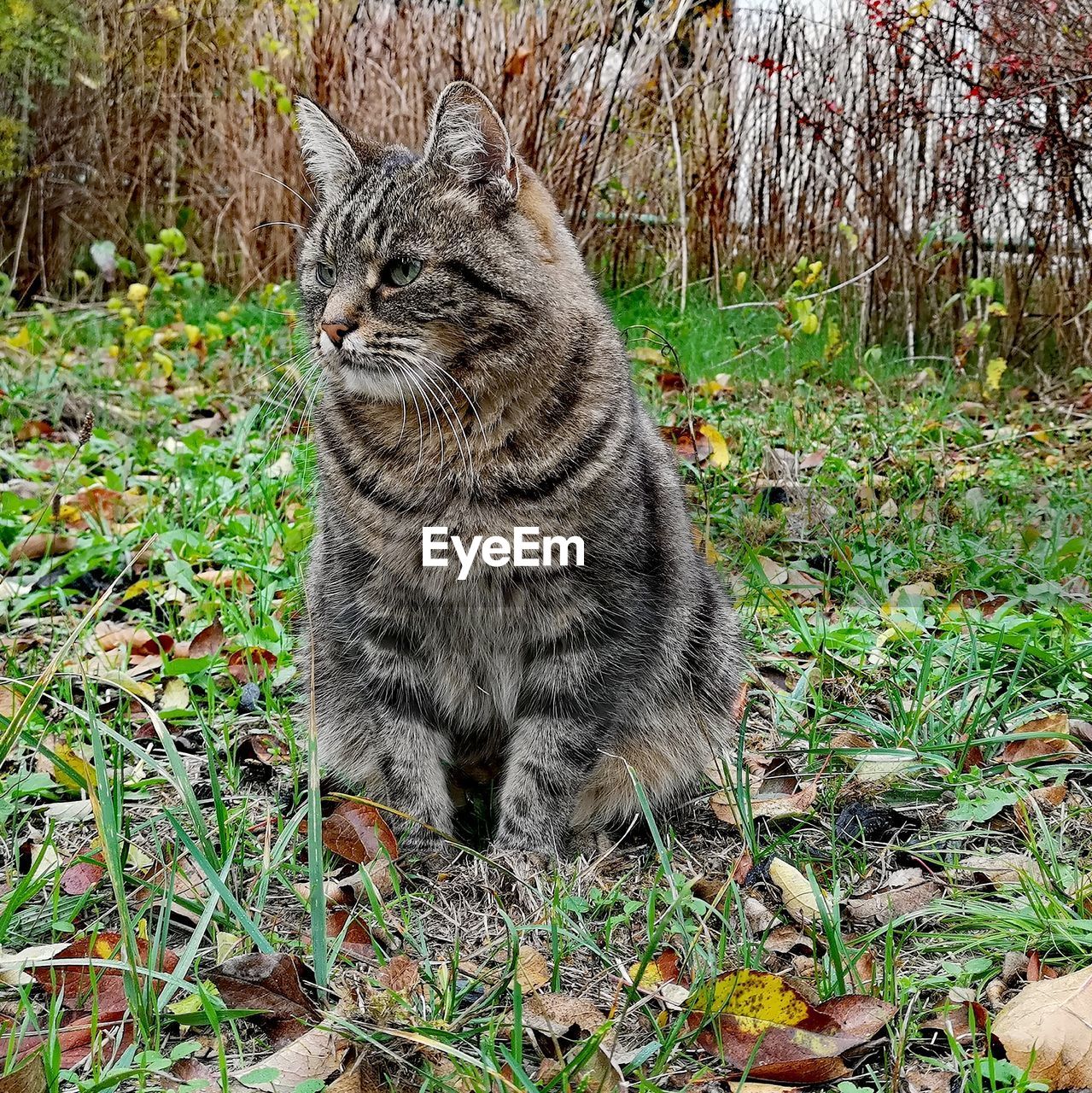 CAT IN A FIELD