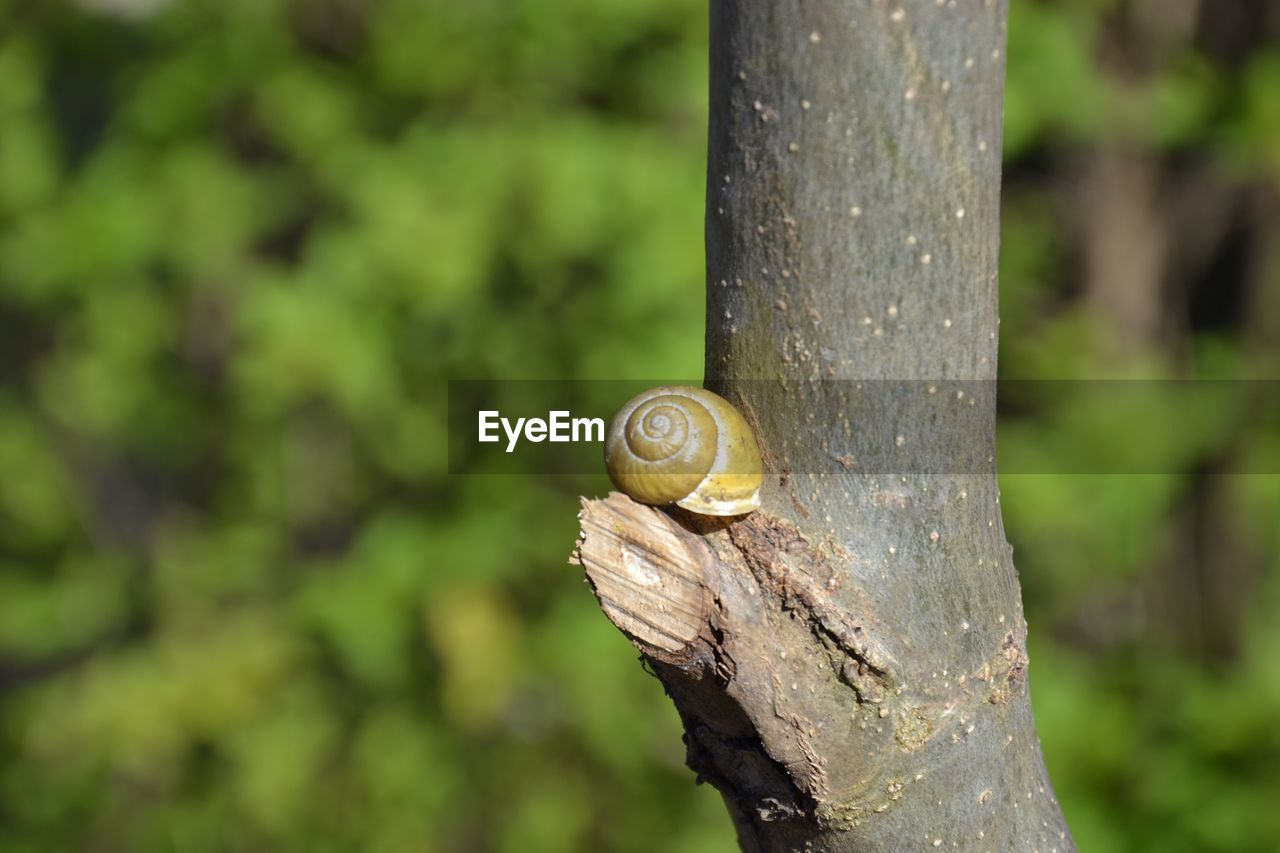 CLOSE UP OF SNAIL ON TREE TRUNK