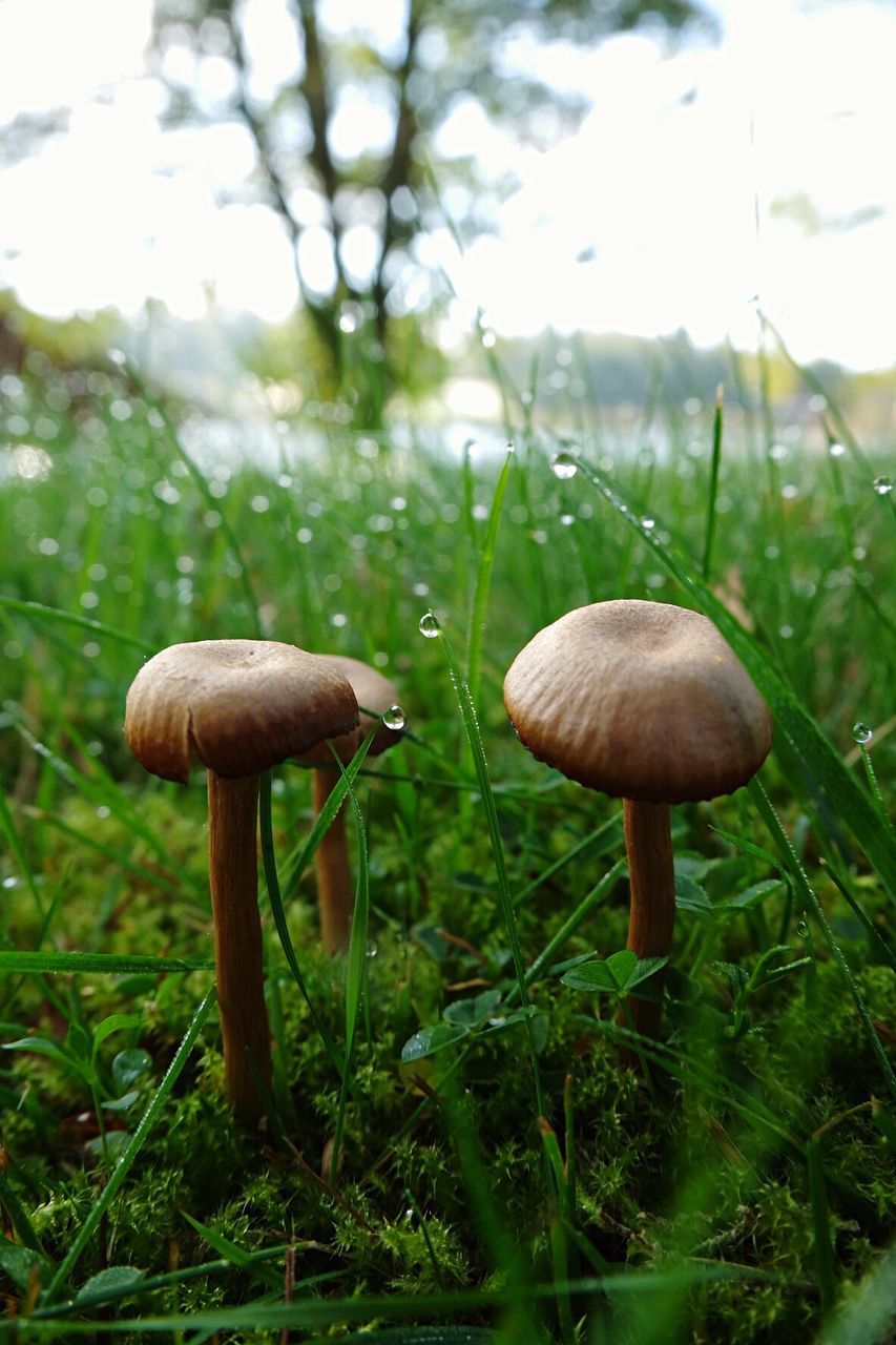 MUSHROOMS GROWING ON FIELD