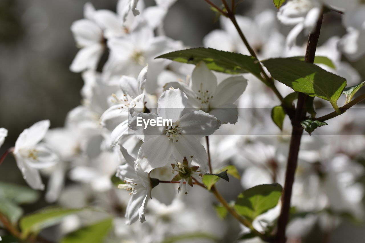 CLOSE-UP OF WHITE BLOSSOMS ON TREE
