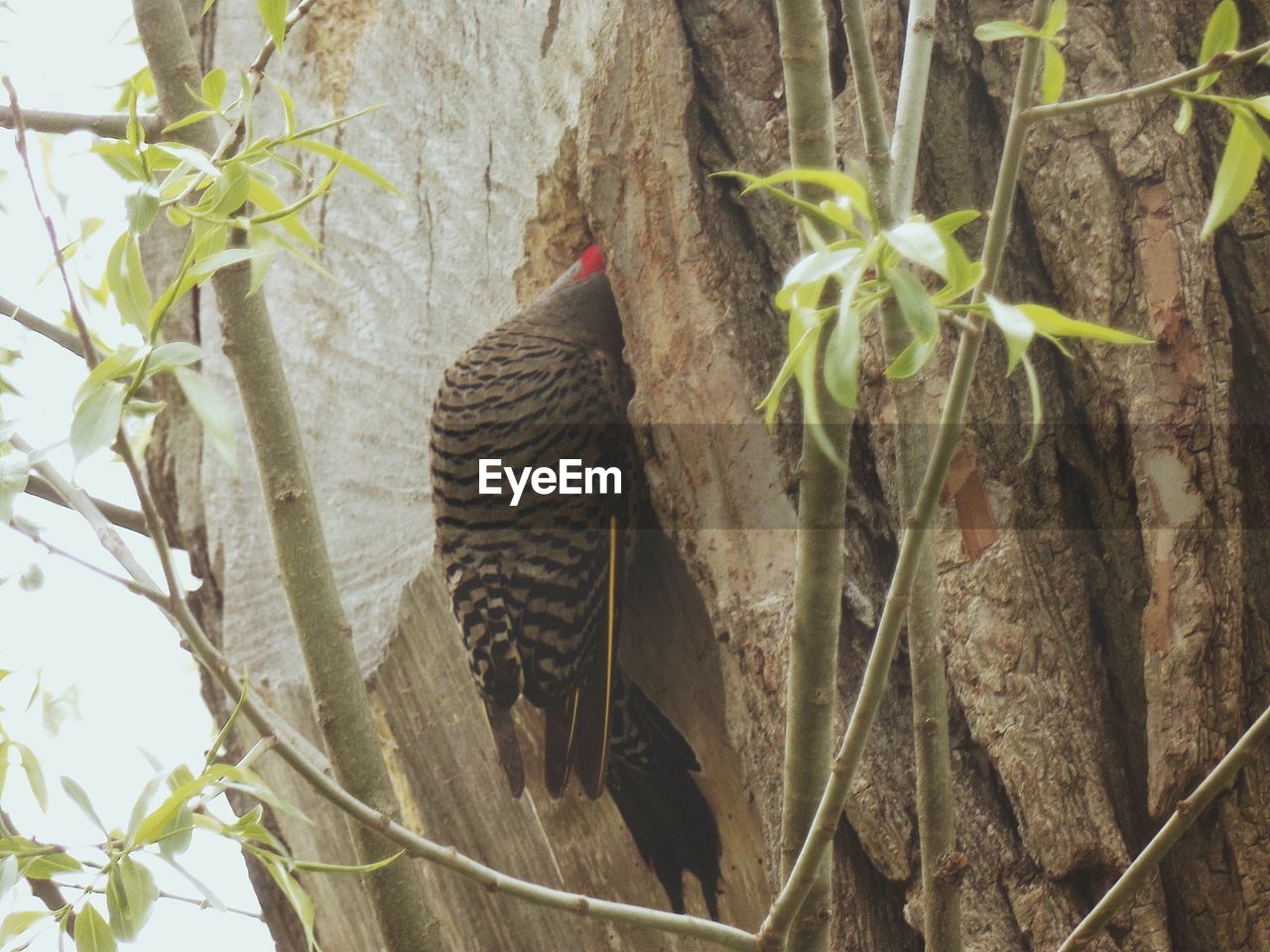 CLOSE-UP OF LIZARD ON TREE